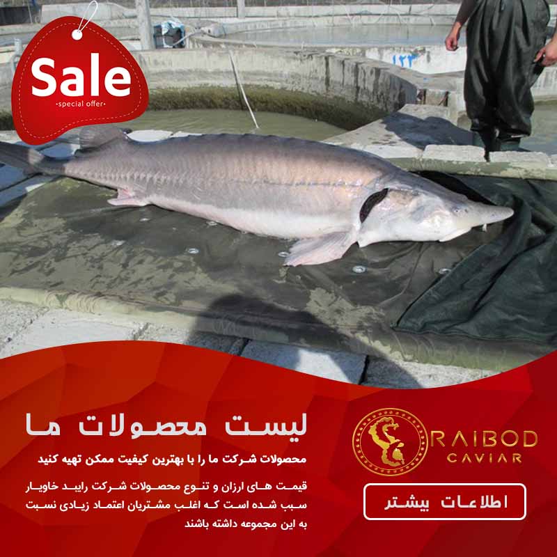 قیمت ماهی خاویار زنده